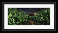 Dark corn field Fine Art Print