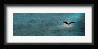 Bird taking off over water Fine Art Print