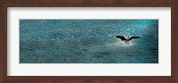 Bird taking off over water Fine Art Print