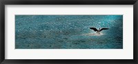 Bird taking off over water Fine Art Print