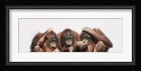 Close-up of three orangutans Fine Art Print