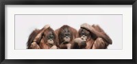 Close-up of three orangutans Fine Art Print