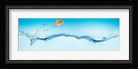 Goldfish jumping out of water Fine Art Print