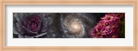 Cabbage with galaxy and pink flowers Fine Art Print