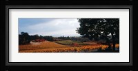 Autum in the Vineyards, Provence-Alpes-Cote d'Azur, France Fine Art Print