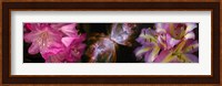 Butterfly nebula with iris and pink flowers Fine Art Print