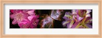 Butterfly nebula with iris and pink flowers Fine Art Print