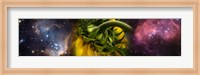 Sunflower in the Hubble cosmos Fine Art Print
