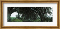 Trees at the Dark Hedges, Armoy, County Antrim, Northern Ireland Fine Art Print