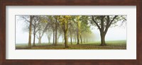 Trees in a park during fog, Wandsworth Park, Putney, London, England Fine Art Print