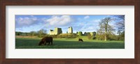Highland cattle grazing in a field, Helmsley Castle, Helmsley, North Yorkshire, England Fine Art Print