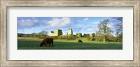 Highland cattle grazing in a field, Helmsley Castle, Helmsley, North Yorkshire, England Fine Art Print