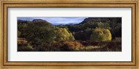 Trees on a mountain, Glen Carron, Highlands Region, Inverness-Shire, Scotland Fine Art Print