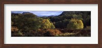 Trees on a mountain, Glen Carron, Highlands Region, Inverness-Shire, Scotland Fine Art Print