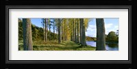 Poplar Treelined at the riverside, River Tweed, Maxton, Newtown St. Boswells, Scotland Fine Art Print