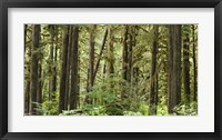 Trees in a forest, Quinault Rainforest, Olympic National Park, Washington State Fine Art Print