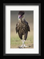 Close-up of a Crested caracara (Polyborus plancus), Brazil Fine Art Print