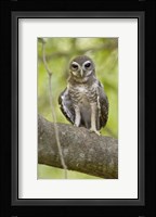 Close-up of White-Browed Hawk Owl (Ninox superciliaris), Madagascar Fine Art Print