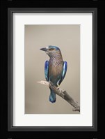 Close-up of an Indian roller (Coracias benghalensis), India Fine Art Print