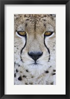 Close-up of a cheetah (Acinonyx jubatus), Tanzania Fine Art Print
