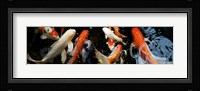 Koi Carp swimming underwater Fine Art Print