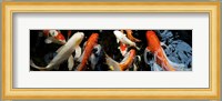 Koi Carp swimming underwater Fine Art Print