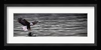 Eagle over water Fine Art Print