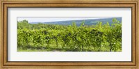 Grapevines in a vineyard, Finger Lakes, New York State, USA Fine Art Print