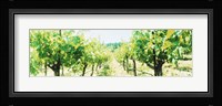 Close up of Vines, Napa Valley, California Fine Art Print