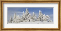 Frost and ice on trees in midwinter, Crater Lake National Park, Oregon, USA Fine Art Print