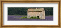Stone building in a lavender field, Provence-Alpes-Cote D'Azur, France Fine Art Print
