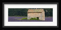 Stone building in a lavender field, Provence-Alpes-Cote D'Azur, France Fine Art Print