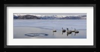 Whooper swans (Cygnus cygnus) on frozen lake, Lake Kussharo, Akan National Park, Hokkaido, Japan Fine Art Print