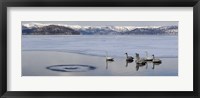 Whooper swans (Cygnus cygnus) on frozen lake, Lake Kussharo, Akan National Park, Hokkaido, Japan Fine Art Print