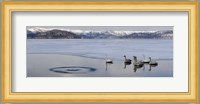 Whooper swans (Cygnus cygnus) on frozen lake, Lake Kussharo, Akan National Park, Hokkaido, Japan Fine Art Print