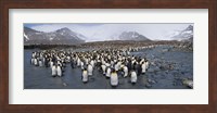 King penguins colony, St Andrews Bay, South Georgia Island Fine Art Print