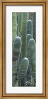 Saguaro cacti, Oro Valley, Arizona, USA Fine Art Print