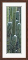 Saguaro cacti, Oro Valley, Arizona, USA Fine Art Print