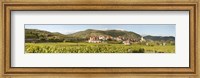 Crop in a vineyard, Weissenkirchen, Wachau, Austria Fine Art Print