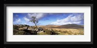 Crooked tree at Feather Tor, Staple Tor, Dartmoor, Devon, England Fine Art Print
