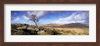 Crooked tree at Feather Tor, Staple Tor, Dartmoor, Devon, England Fine Art Print
