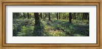 Bluebells growing in a forest, Exe Valley, Devon, England Fine Art Print