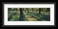 Bluebells growing in a forest, Exe Valley, Devon, England Fine Art Print