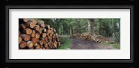 Stacks of logs in forest, Burrator Reservoir, Dartmoor, Devon, England Fine Art Print