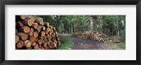 Stacks of logs in forest, Burrator Reservoir, Dartmoor, Devon, England Fine Art Print