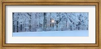 Forest in winter at sunrise, Swabian Alb, Baden-Wurttemberg, Germany Fine Art Print