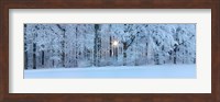 Forest in winter at sunrise, Swabian Alb, Baden-Wurttemberg, Germany Fine Art Print