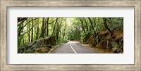 Road passing through an indigenous forest, Mahe Island, Seychelles Fine Art Print