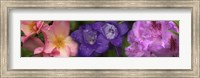 Close-up of pink and purple  flowers Fine Art Print