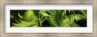 Close-up of ferns Fine Art Print